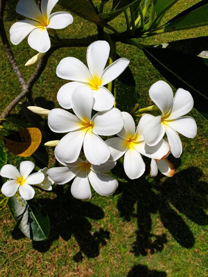 Bed and Breakfast Samui Blue Bird Mae Nam Exteriér fotografie