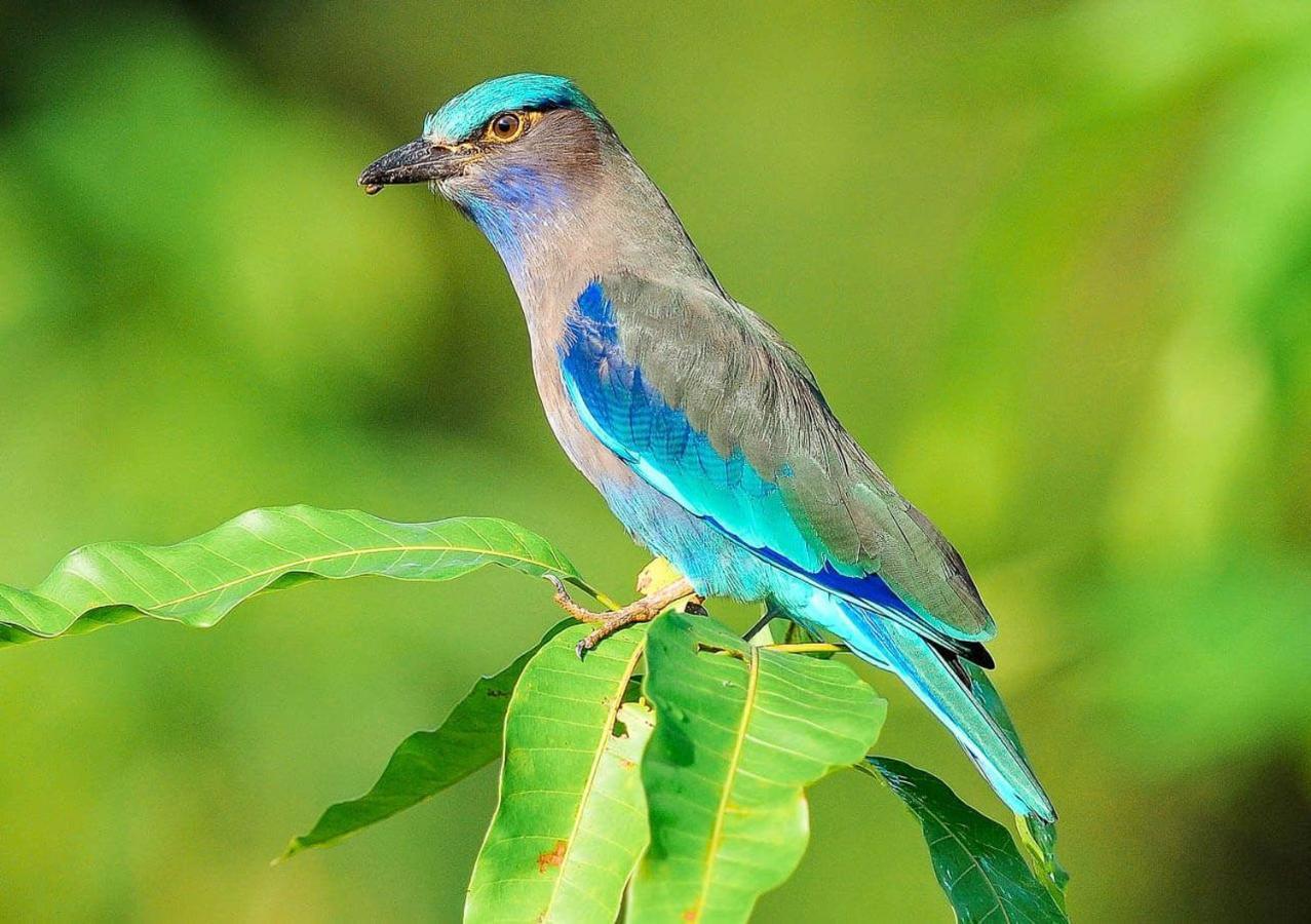 Bed and Breakfast Samui Blue Bird Mae Nam Exteriér fotografie